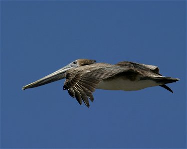 Brown Pelican