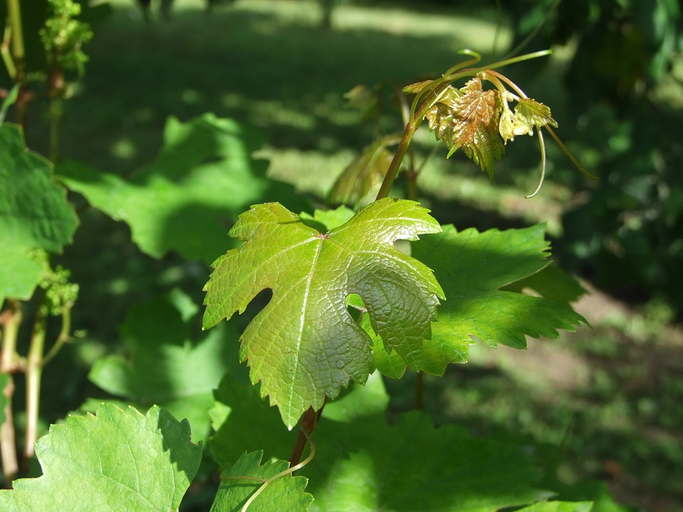 White grapes fruit sweet