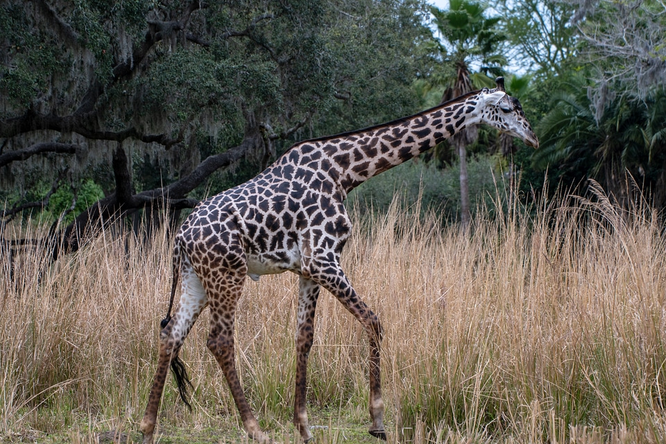 giraffe in the wild