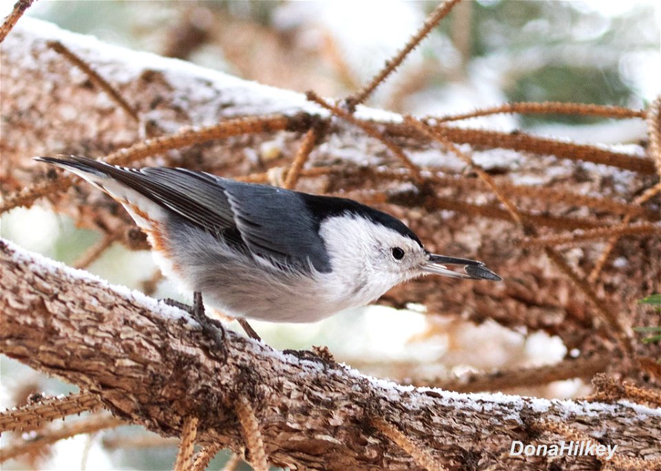 White-breasted Nuthatch