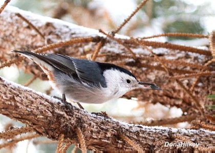 White-breasted Nuthatch
