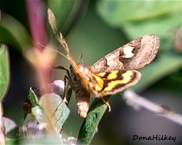 Shadowy Arches Moth