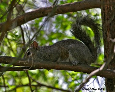 Eastern Gray Squirrel