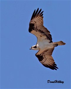 Osprey photo