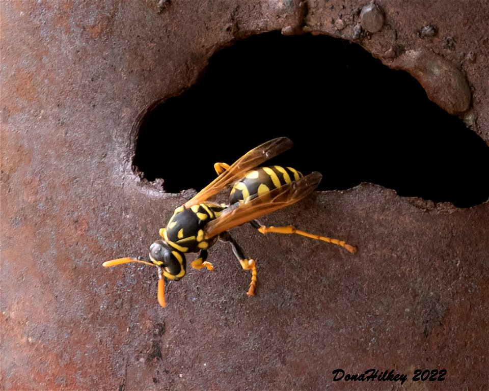 European Paper Wasp