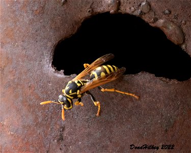 European Paper Wasp photo