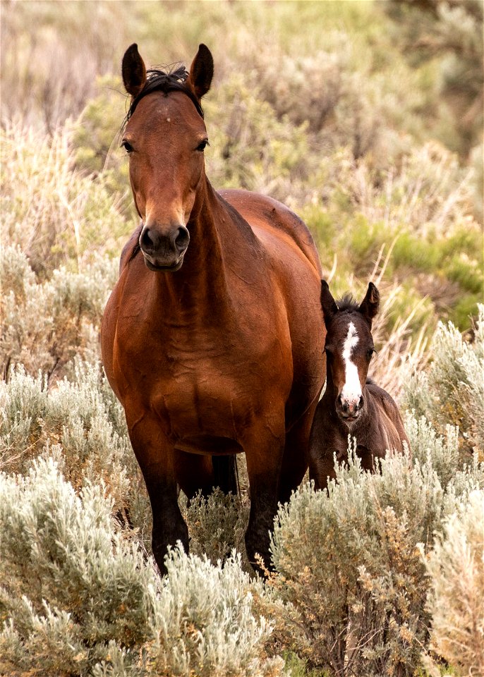 web-bay-mare-dark-foal-with-narrow-blaze-june2018