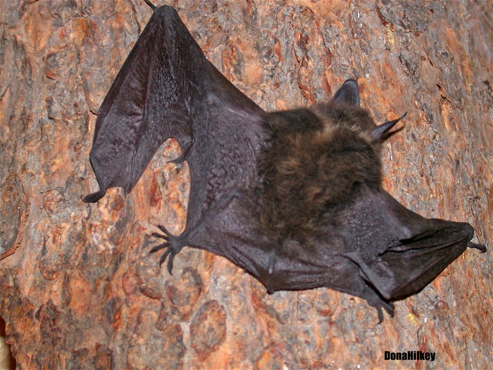Mouse-eared Bat  Myotis sp.
