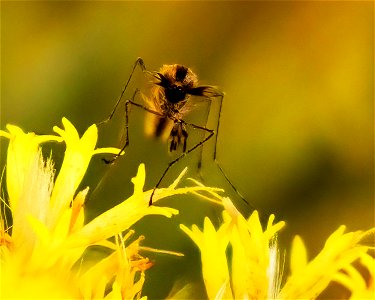 Mosquito