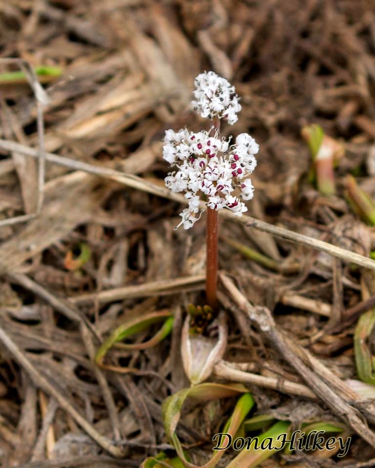 Indian Potato or Turkey Peas, Orogenia linearifolia Tiny and often overlooked. The root is edible cooked or raw. Marvine Creek April 8, 2017