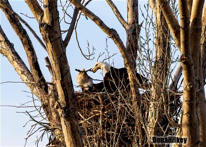 Bald Eagle pair at nest photo