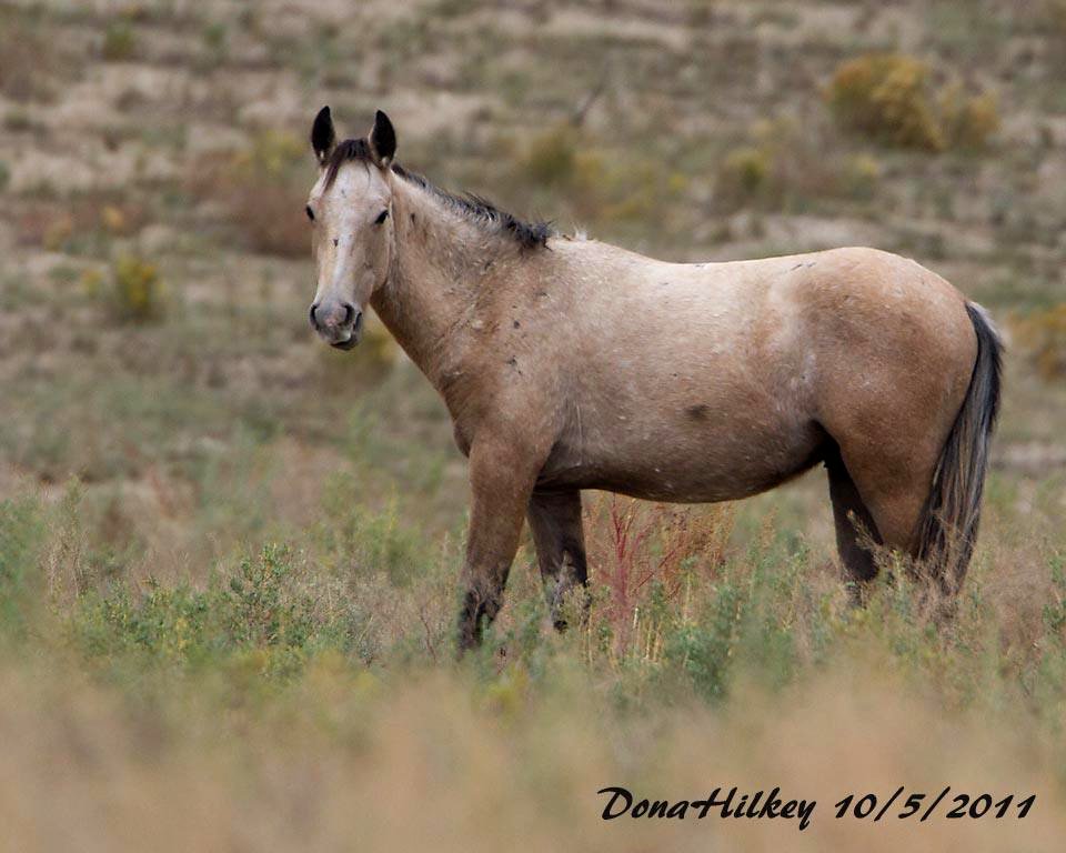 Piceance Wild Horses