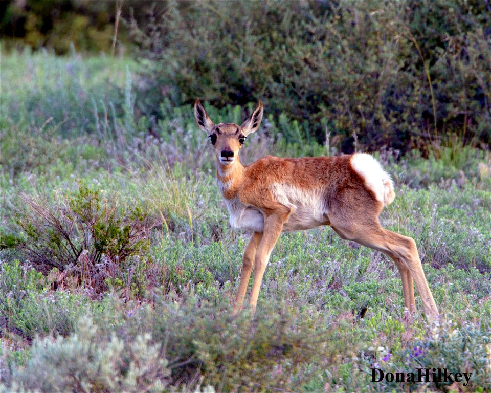 proghorn-fawn-20june2020-Bitterbrush.jpg-x