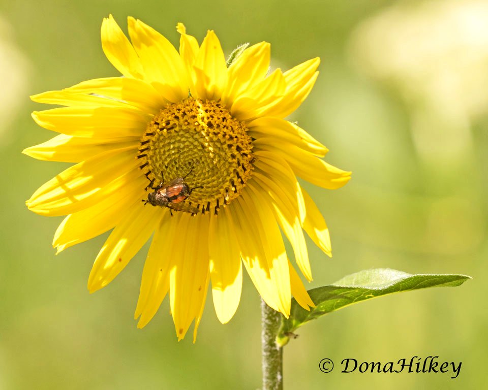 Tachinid Fly