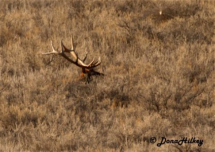 Bull Elk photo