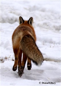 fox-butt-27dec2019-cr4