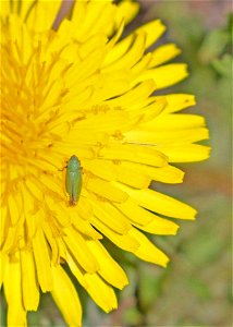 Leafhopper, (sharpshooter), akin to Draeculacephala possibly id'd by Eric Eaton on facebook page Arthropods Colorado. On a dandelion in our yard 6 miles SE of Meeker, Colorado.