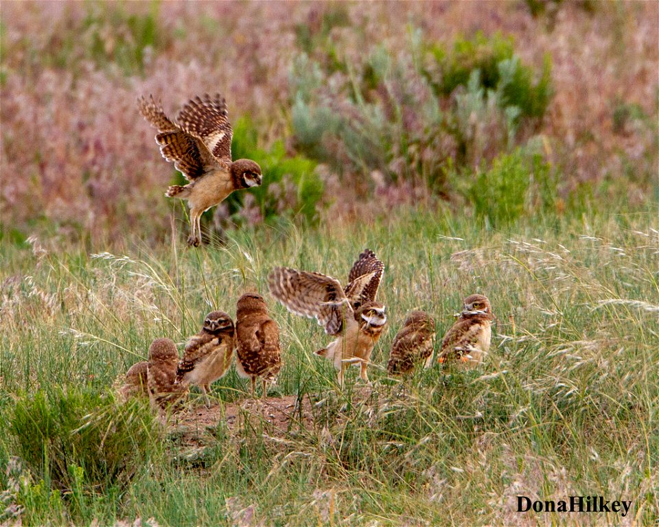 BUOW-chicks-20june2020 Moffat County