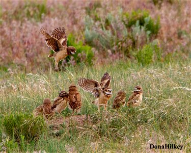 BUOW-chicks-20june2020 Moffat County