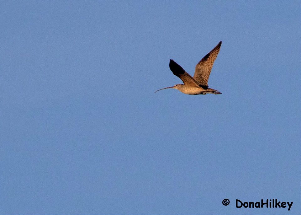 LBCU-18april2019-perchpond