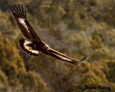 Golden Eagle photo