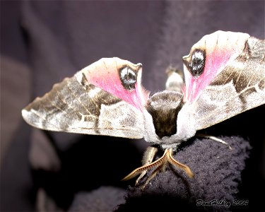 Smerinthus astarte 11july2004 AL