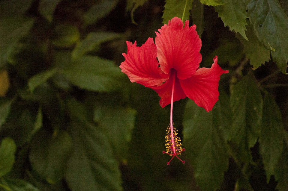 Red Hibiscus Flower