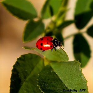 Convergent Lady Beetle