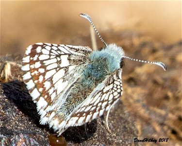 Common Checkered-Skipper photo