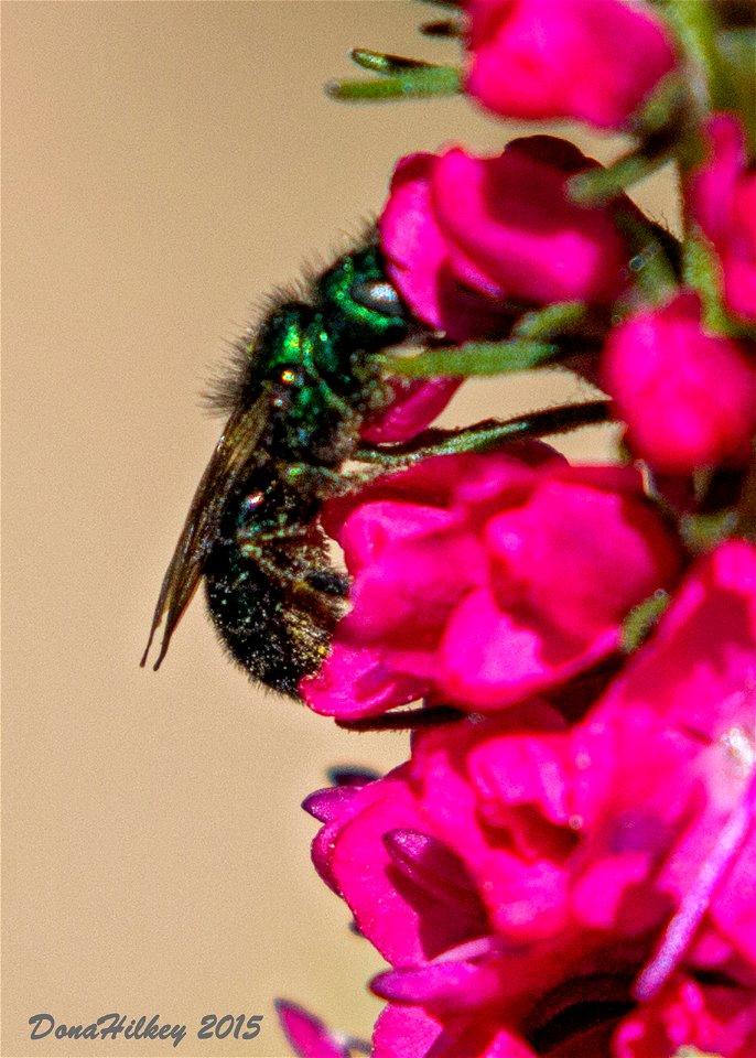 Tribe Osmiini a member of Mason, Leafcutter, Carder, and Resin Bees Family Megachilidae