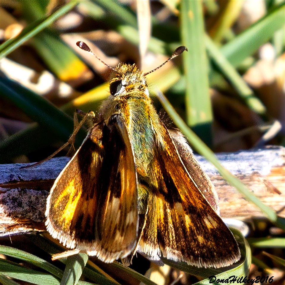 Sandhill Skipper Polites sabuleti
