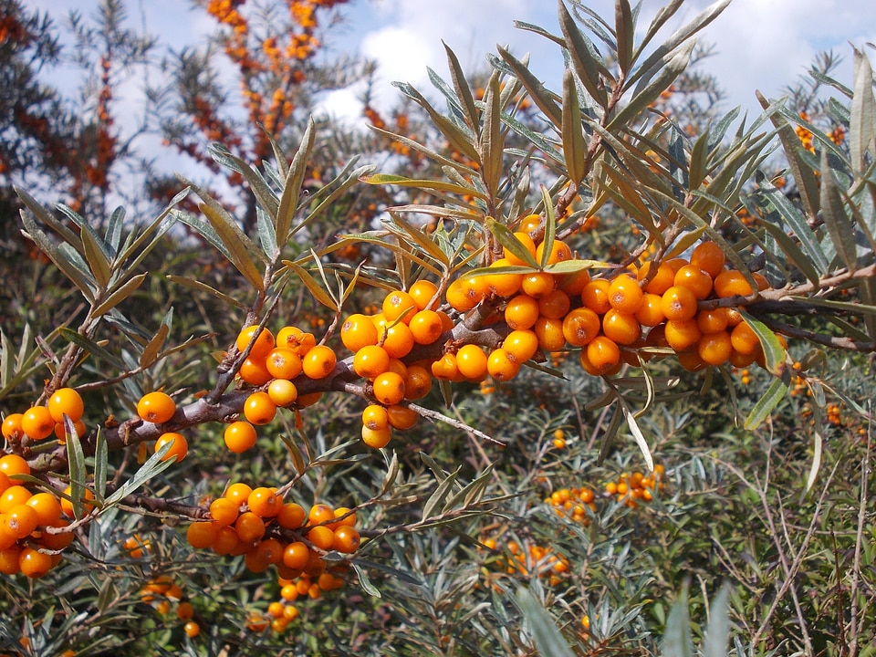 Berries orange berries vitamins