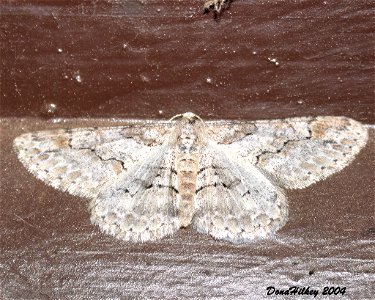 Iridopsis emasculatum  6june2004 AL