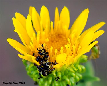Complex Monomorium minimum a member of Trailing, Pharaoh, and Timid Ants
