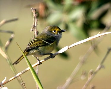 White-eyed Vireo