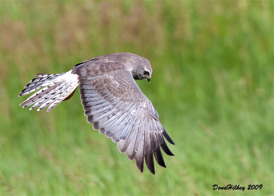Northern Harrier