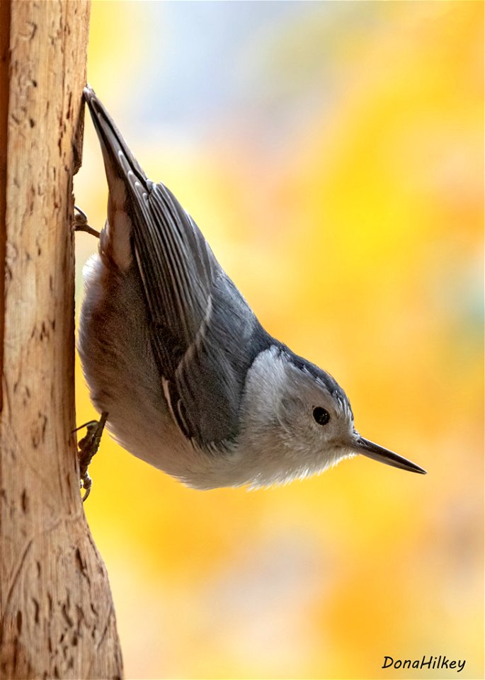 White-breasted Nuthatch