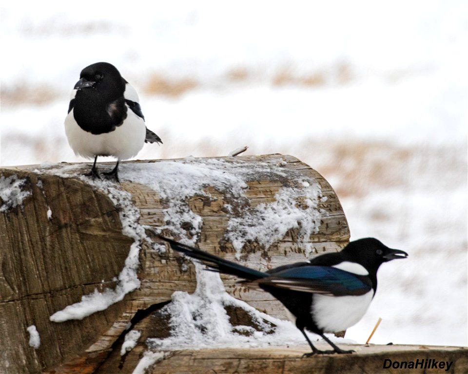Black-billed Magpie