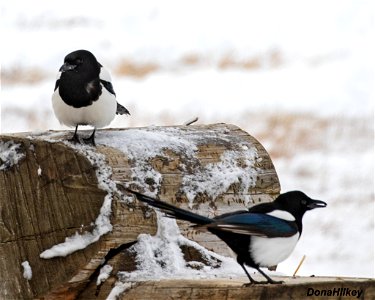 Black-billed Magpie photo
