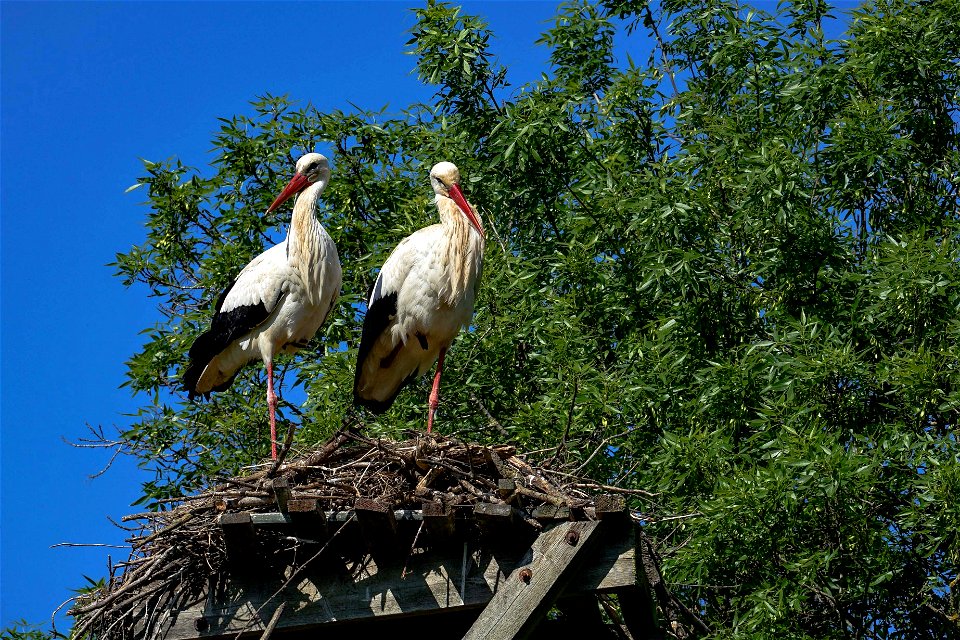 08-04-2021 Aiguamolls de l' Empordà