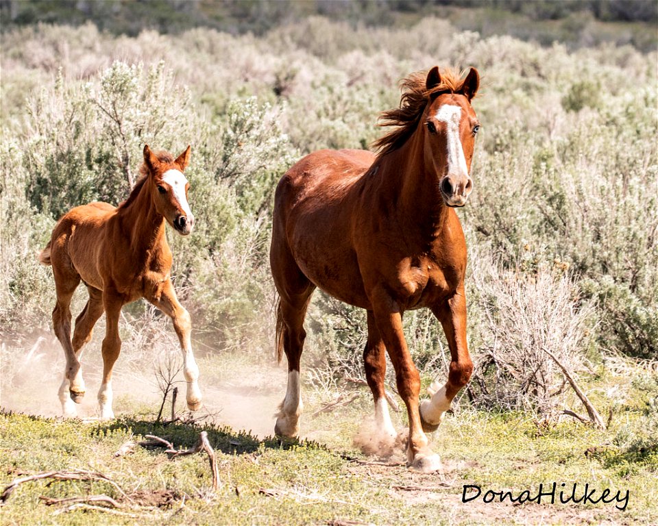 web-Topaz-and-grandcolt-june2019