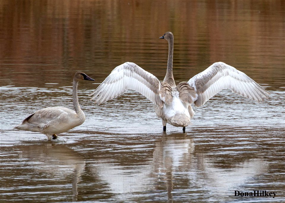 1-Trumpeter-Swan-imm-10dec2020-BrownsParkNWR