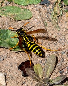European Paper Wasp
