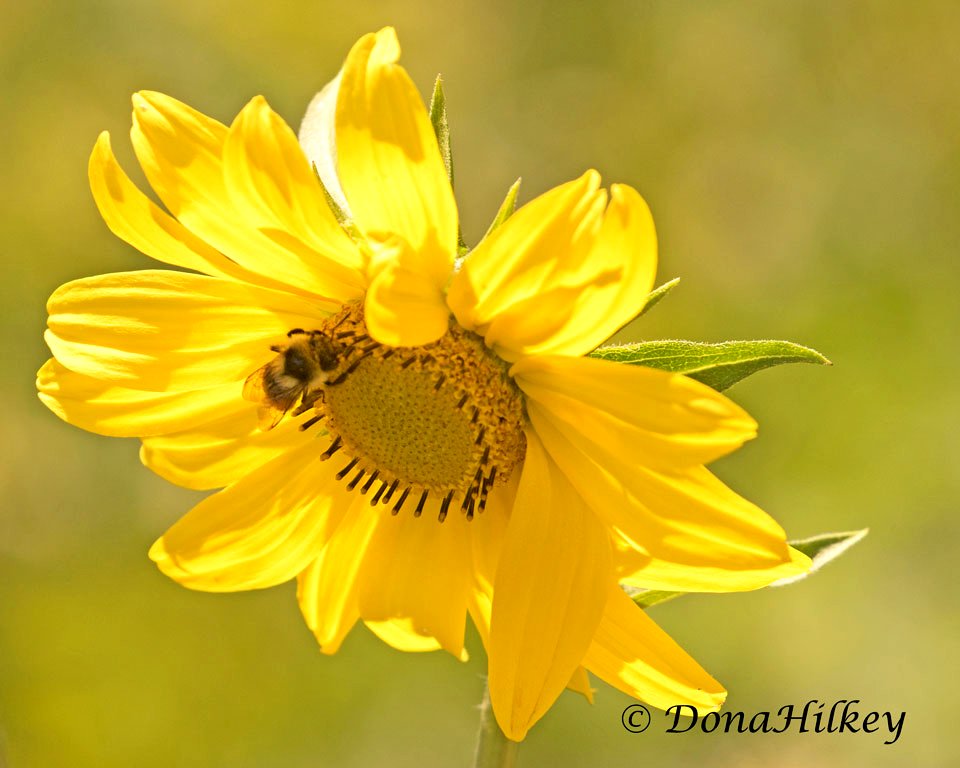Five-nerved Sunflower, Helianthella quinquenervis