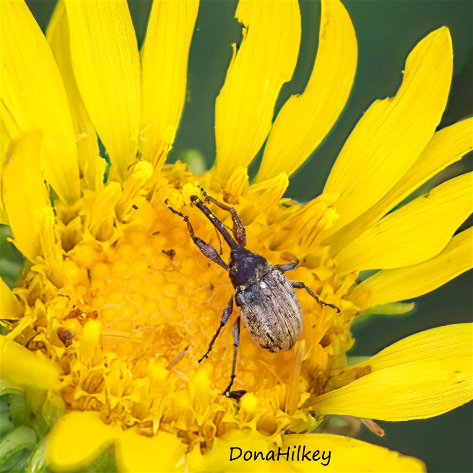 Weevil in Family Curculionidae  Genus Anthonomus