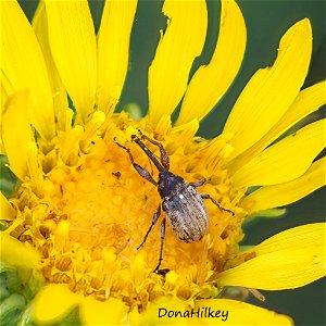 Weevil in Family Curculionidae Genus Anthonomus photo