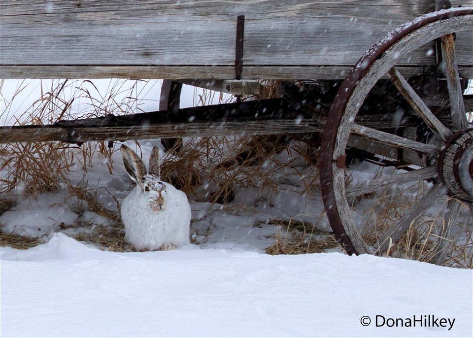 White-tailed-Jackrabbit-1024-cropped-