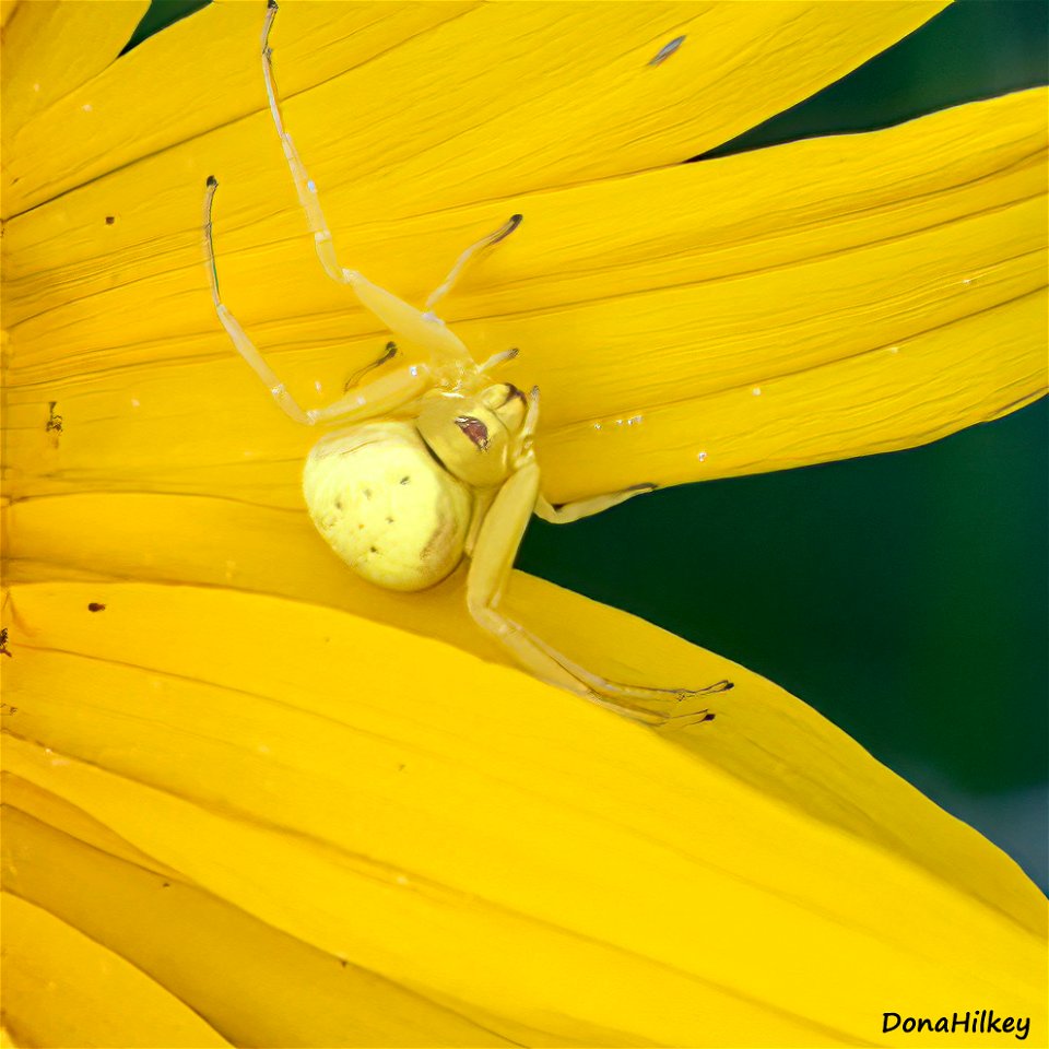 Goldenrod-crab-spider-13junw2021