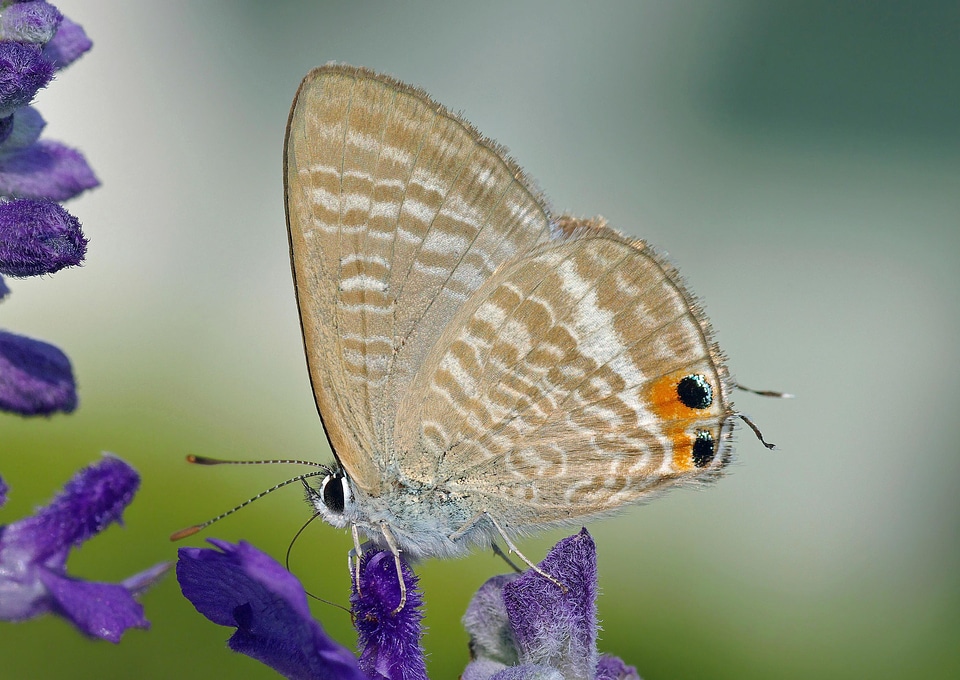 Peablue Lampides boeticus butterfly collecting nectar