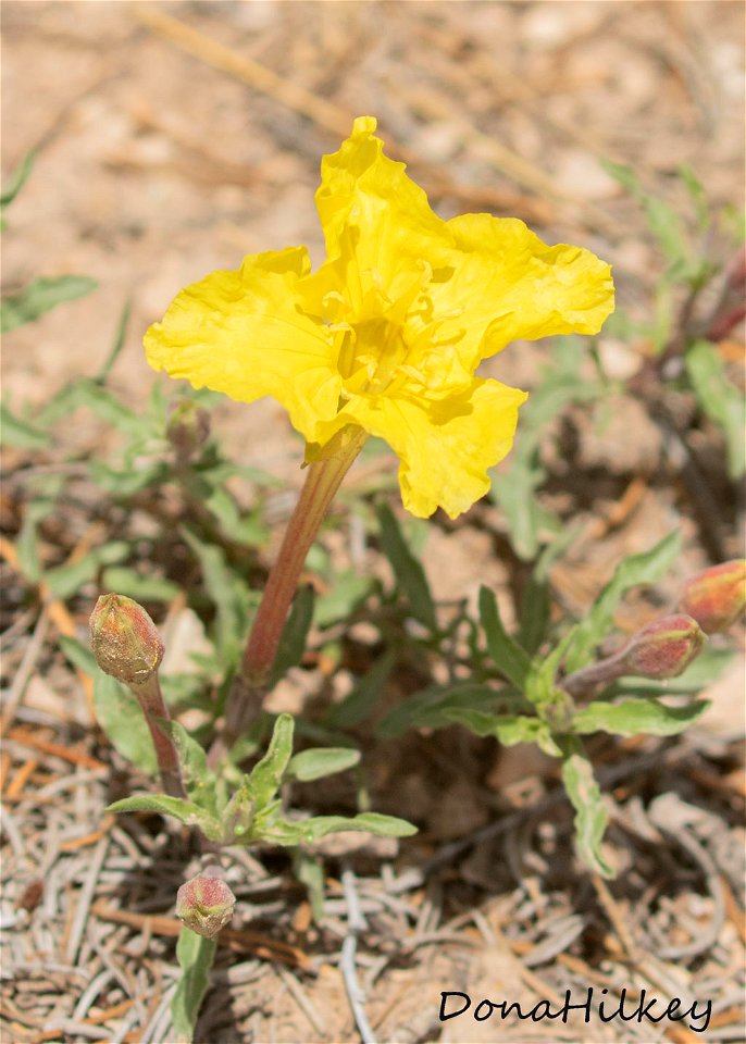 Oenothera lavandulifolia Lavendarleaf Sundrops 1june2019 PED